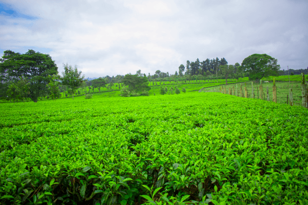 Quality Highland Tea